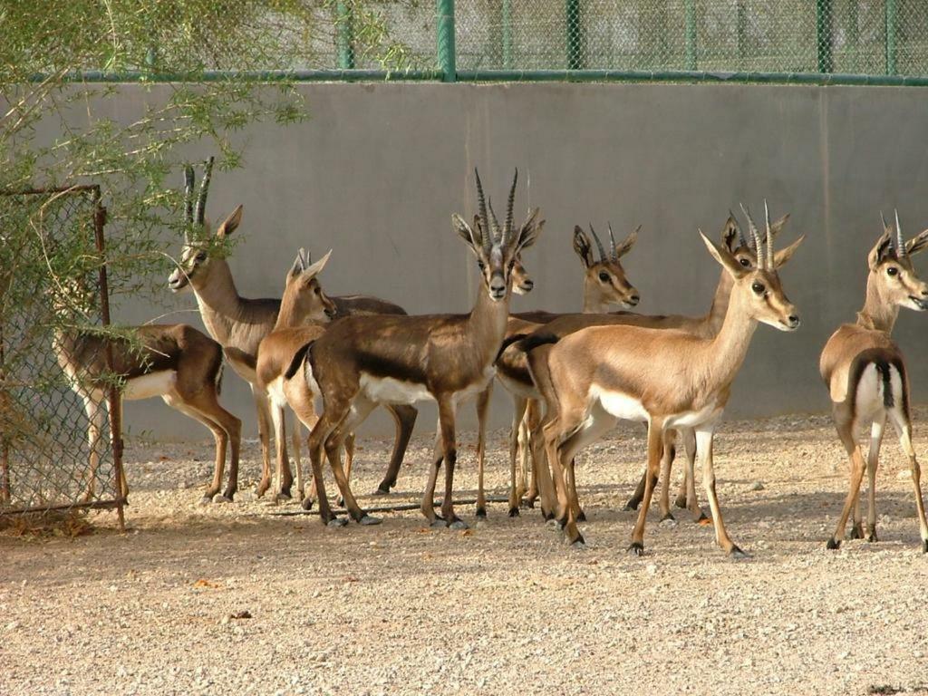 Hotel Deep Mahal Jaisalmer Εξωτερικό φωτογραφία